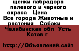 щенки лабрадора палевого и черного окраса › Цена ­ 30 000 - Все города Животные и растения » Собаки   . Челябинская обл.,Усть-Катав г.